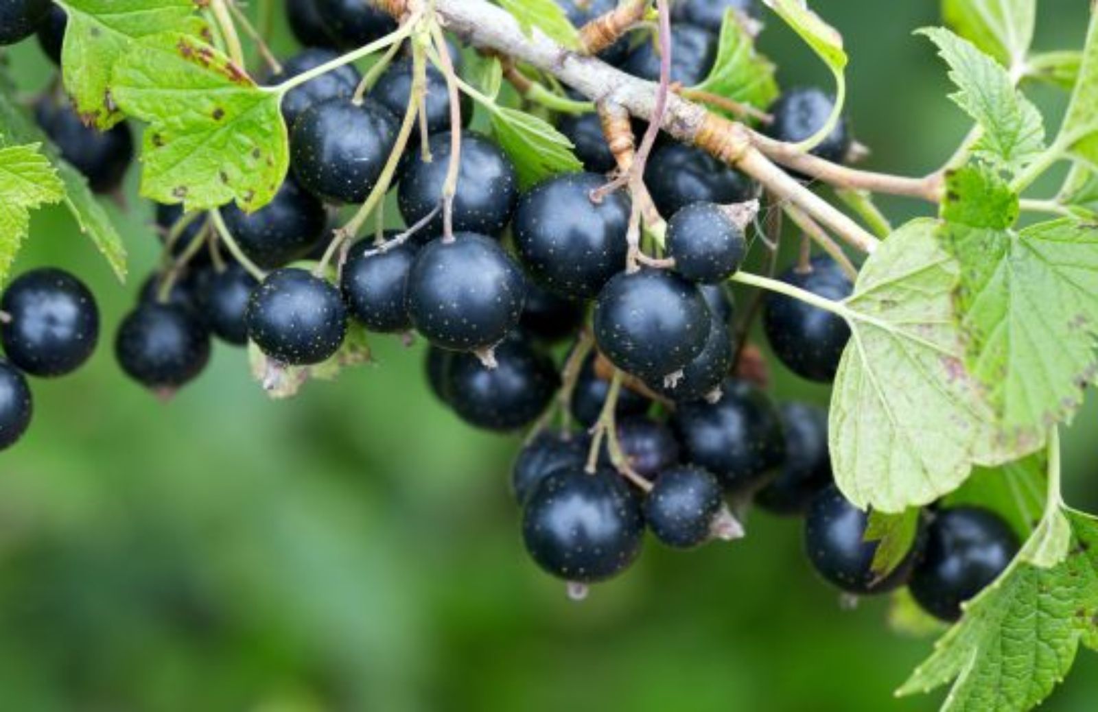 Come sfruttare le proprietà curative del ribes nero