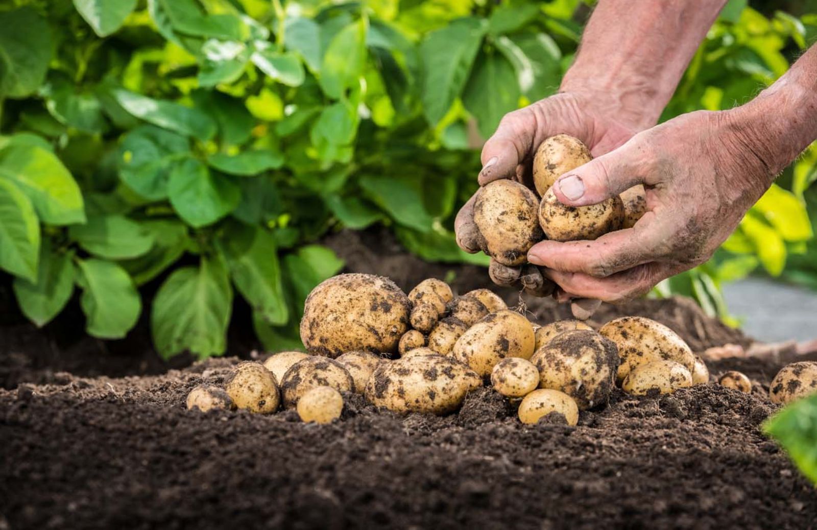 Innate, la patata transgenica approvata dagli Usa