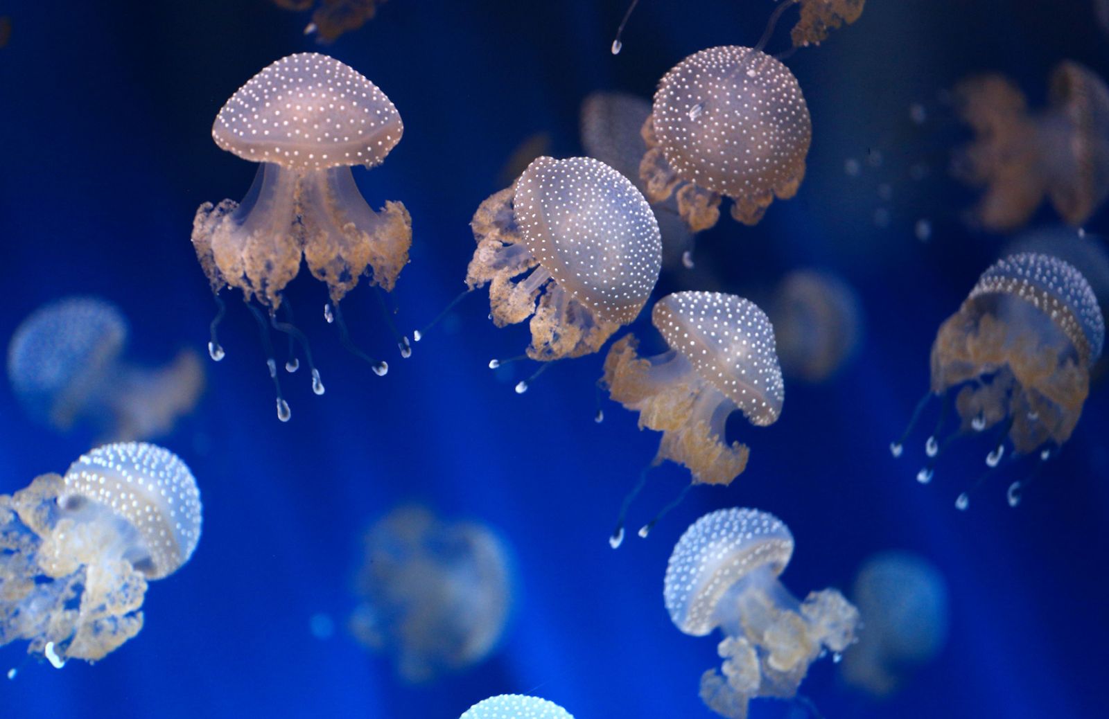 Insetti, meduse e microalghe: il cibo del futuro 