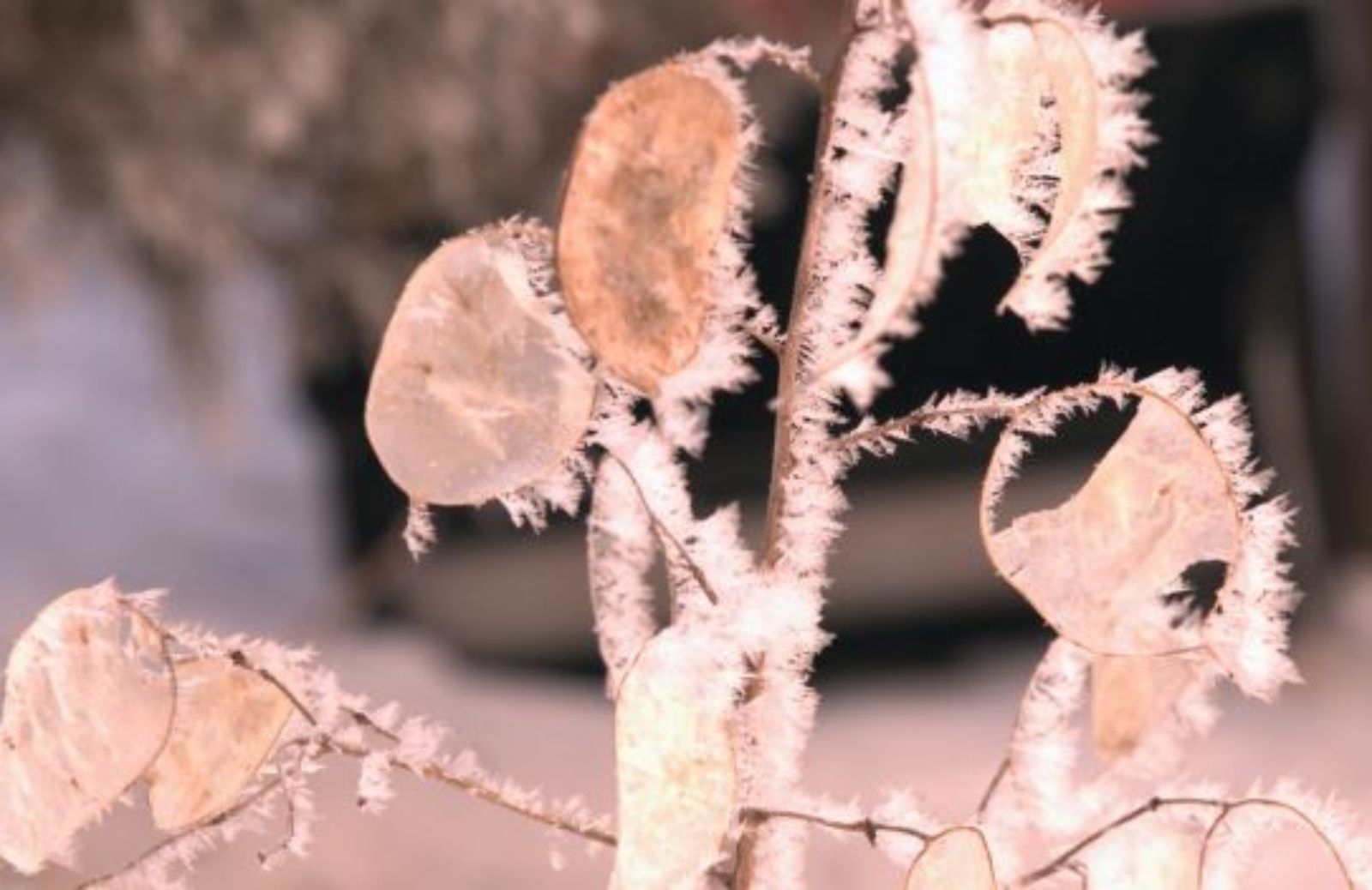 Come curare il giardino con le basse temperature