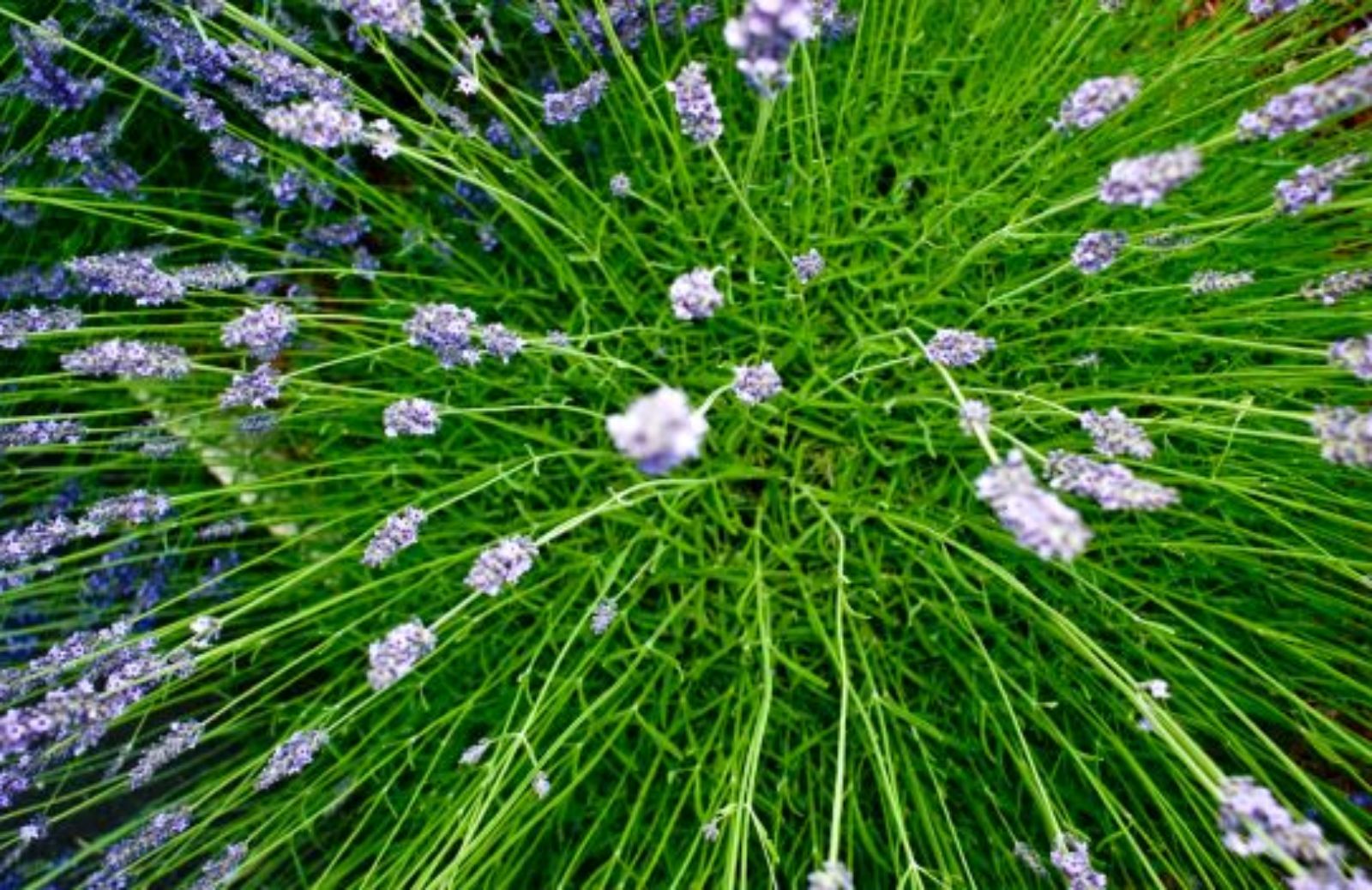 Come realizzare un olio essenziale di lavanda evitando sprechi