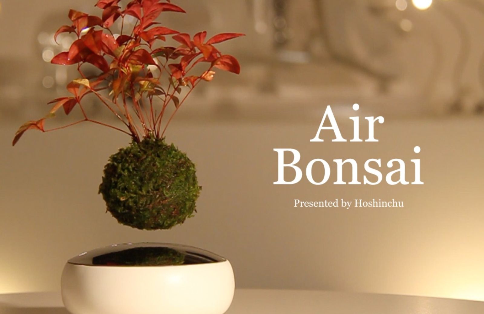 Air Bonsai, il bonsai che fluttua in aria