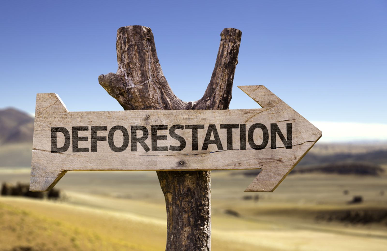 Allarme Wwf: entro il 2030 milioni di ettari di foreste a rischio 