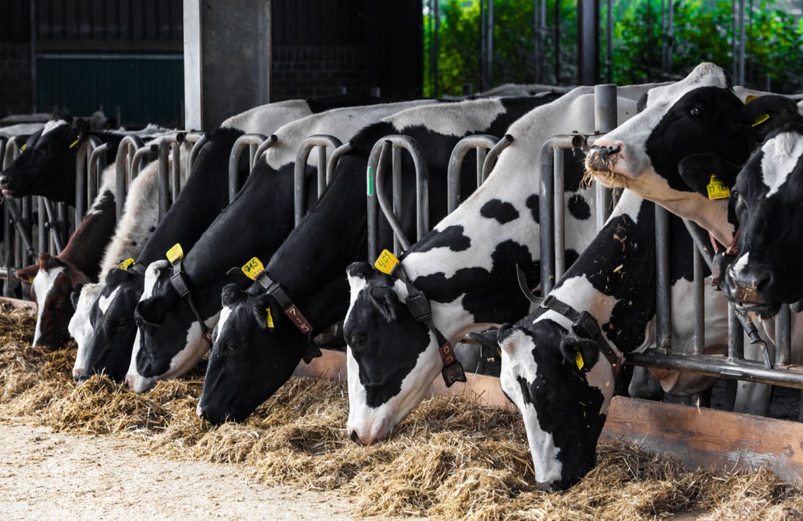 Allevamenti sostenibili: come sta cambiando la filiera della carne