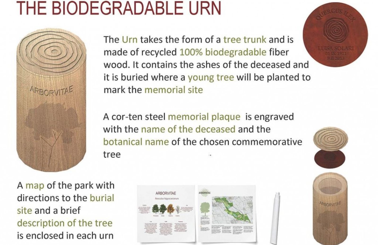 Arborvitae: il cimitero del futuro avrà alberi al posto delle tombe