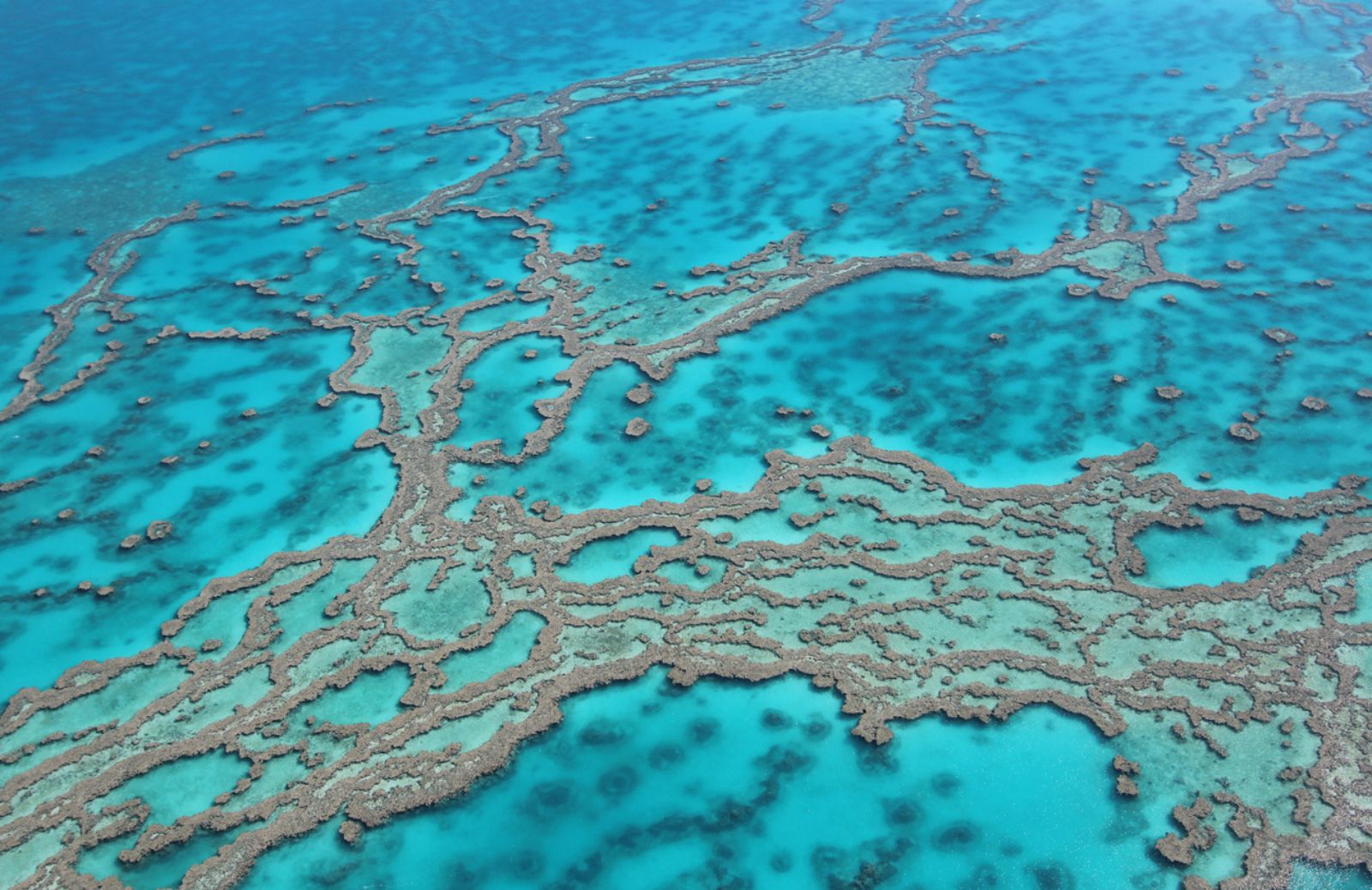 Arriva il piano per salvare la Grande Barriera corallina
