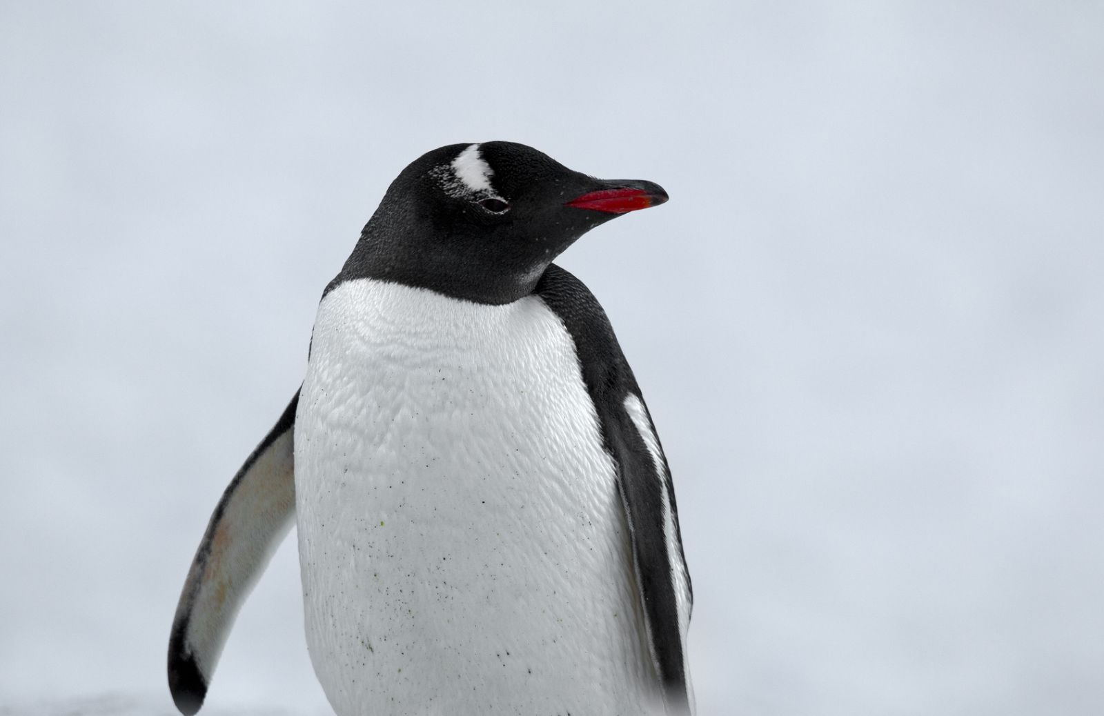 Cambiamenti climatici: un pinguino ci svelerà gli effetti sull'ecosistema 