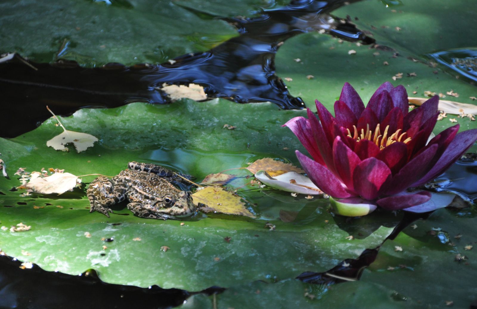 Citizen science monitoring per salvare la biodiversità 