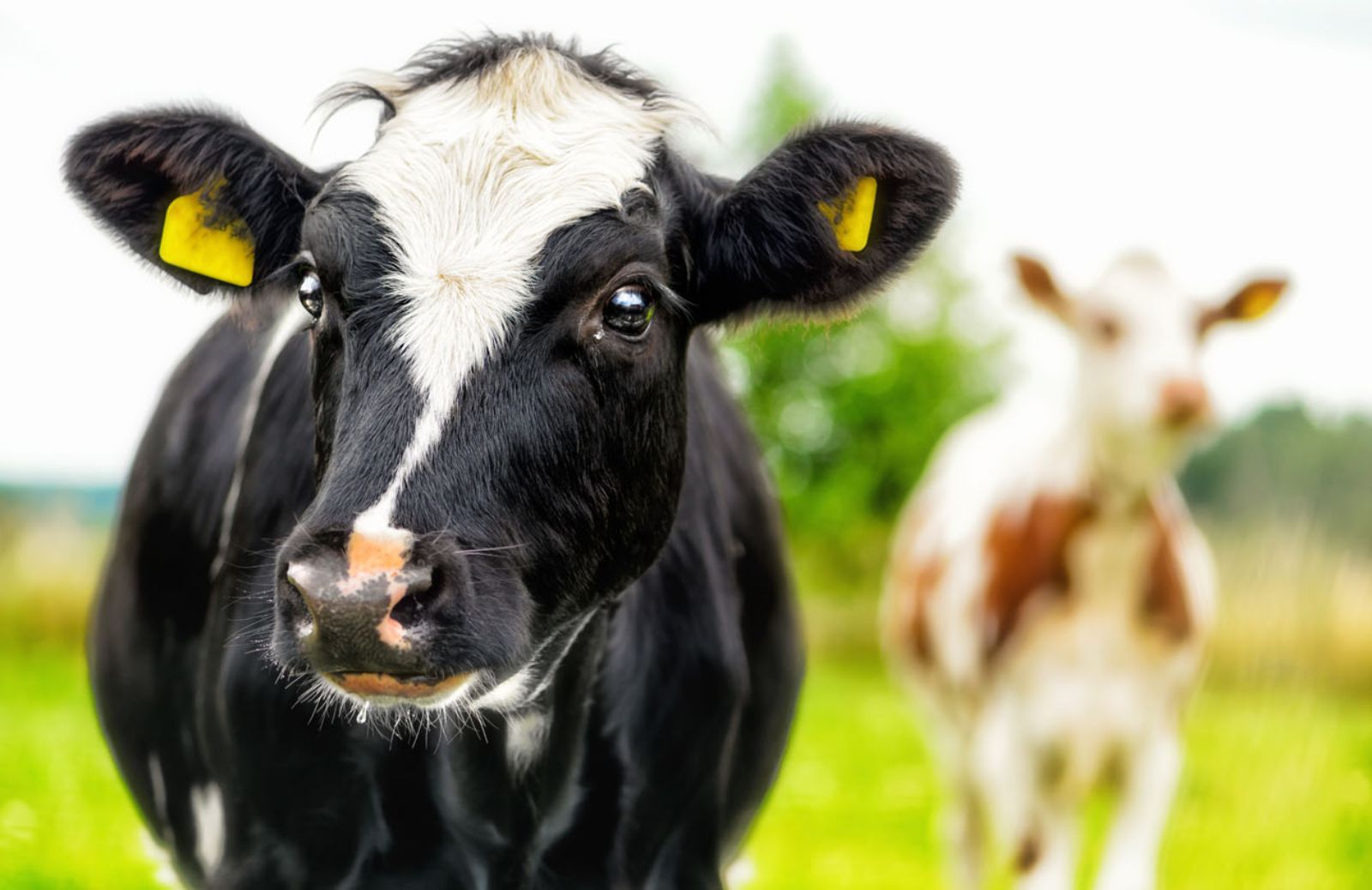 Cow of the Future Project: le mucche a impatto zero