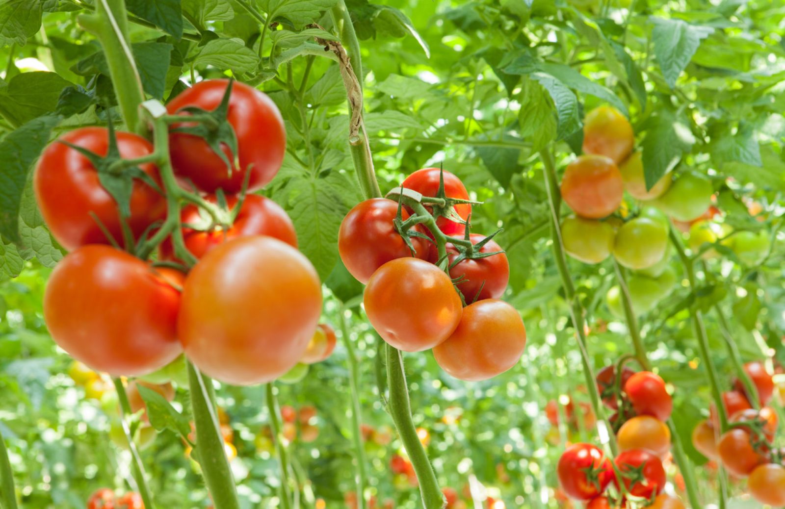 Dai pomodori la nuova bioplastica 
