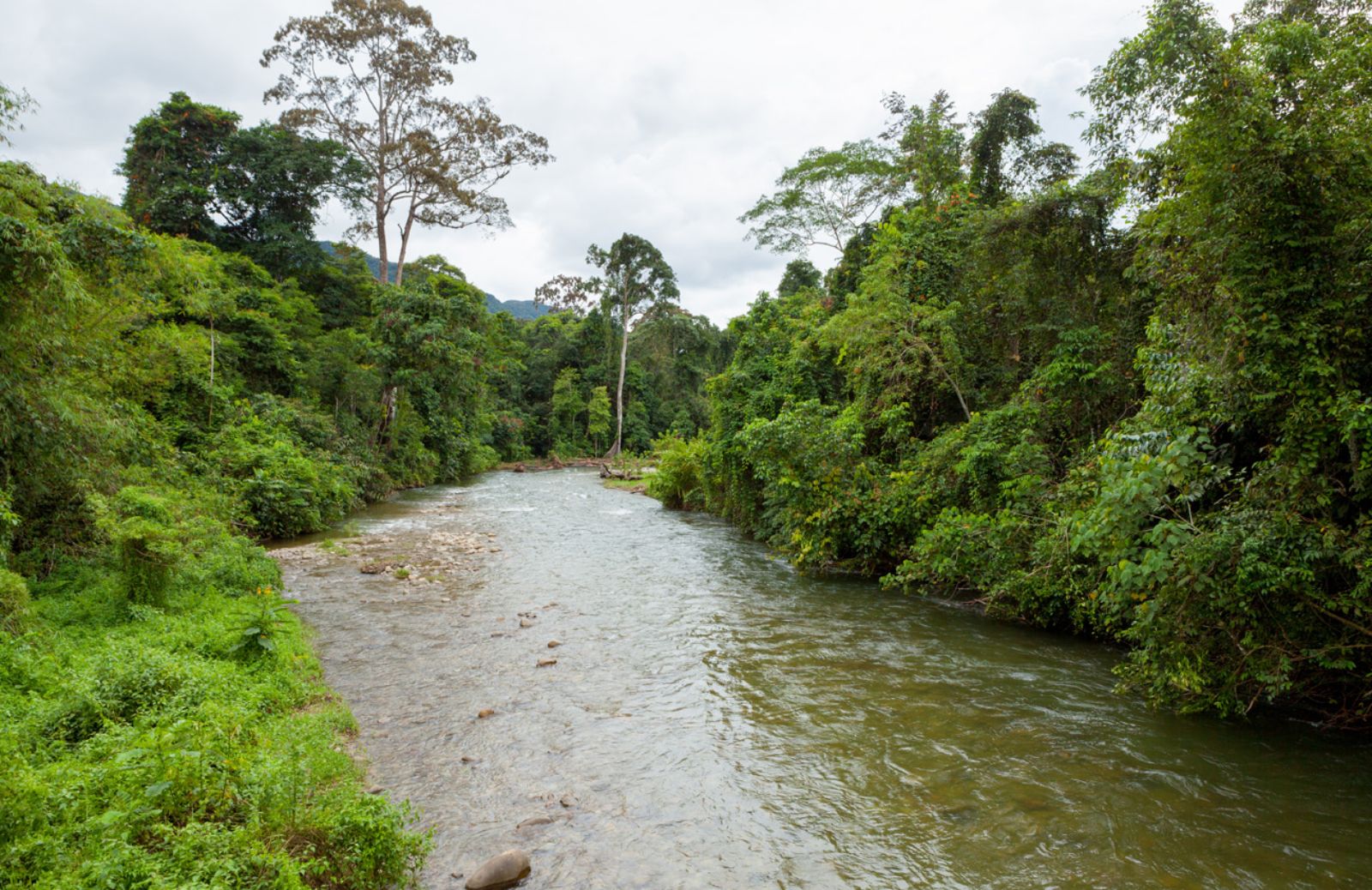 Foresta amazzonica a rischio per uso improprio soia 