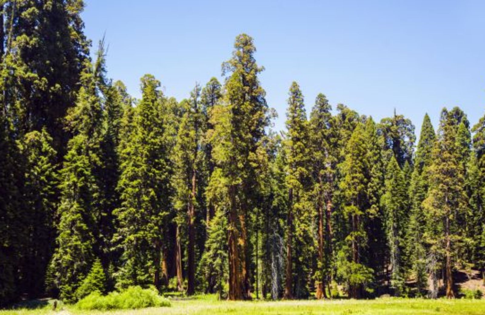 Gli alberi più invecchiano e più crescono