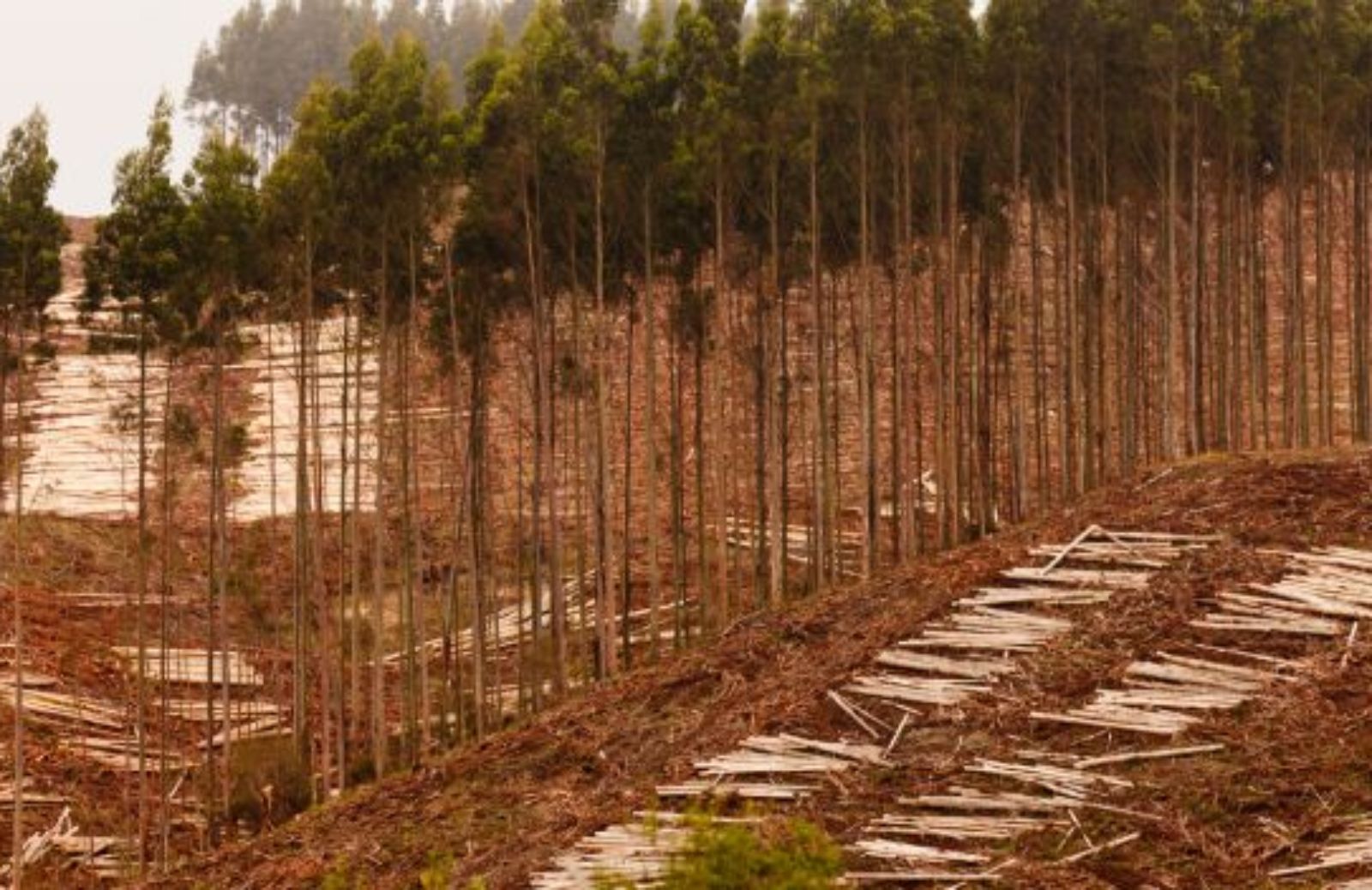 Global Forest Watch, il guardiano elettronico delle foreste di Google