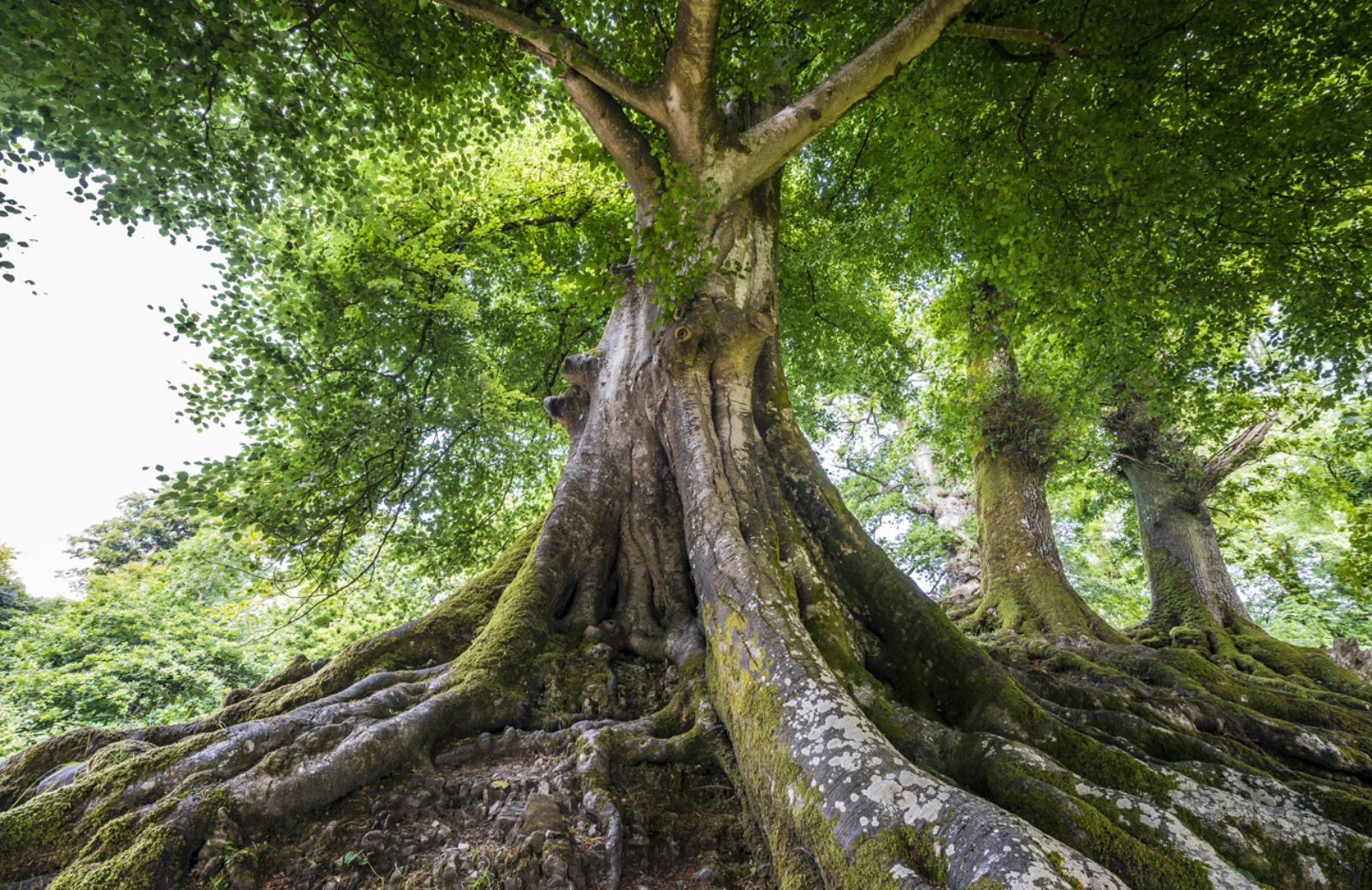 Green League: 300 alberi per rimboschire 3 grandi parchi 