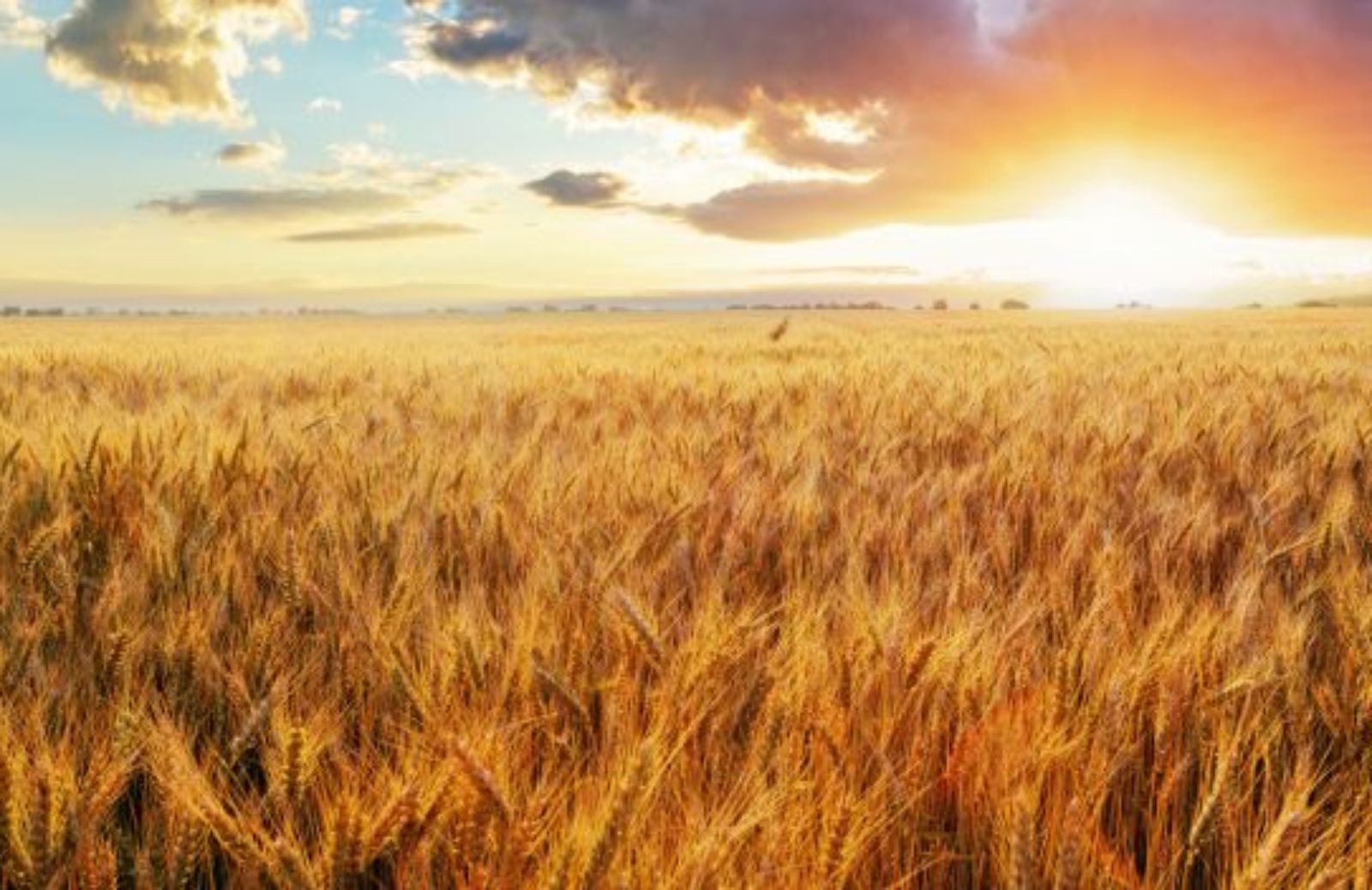 Il 2014 sarà l’Anno Internazionale dell’Agricoltura Familiare 