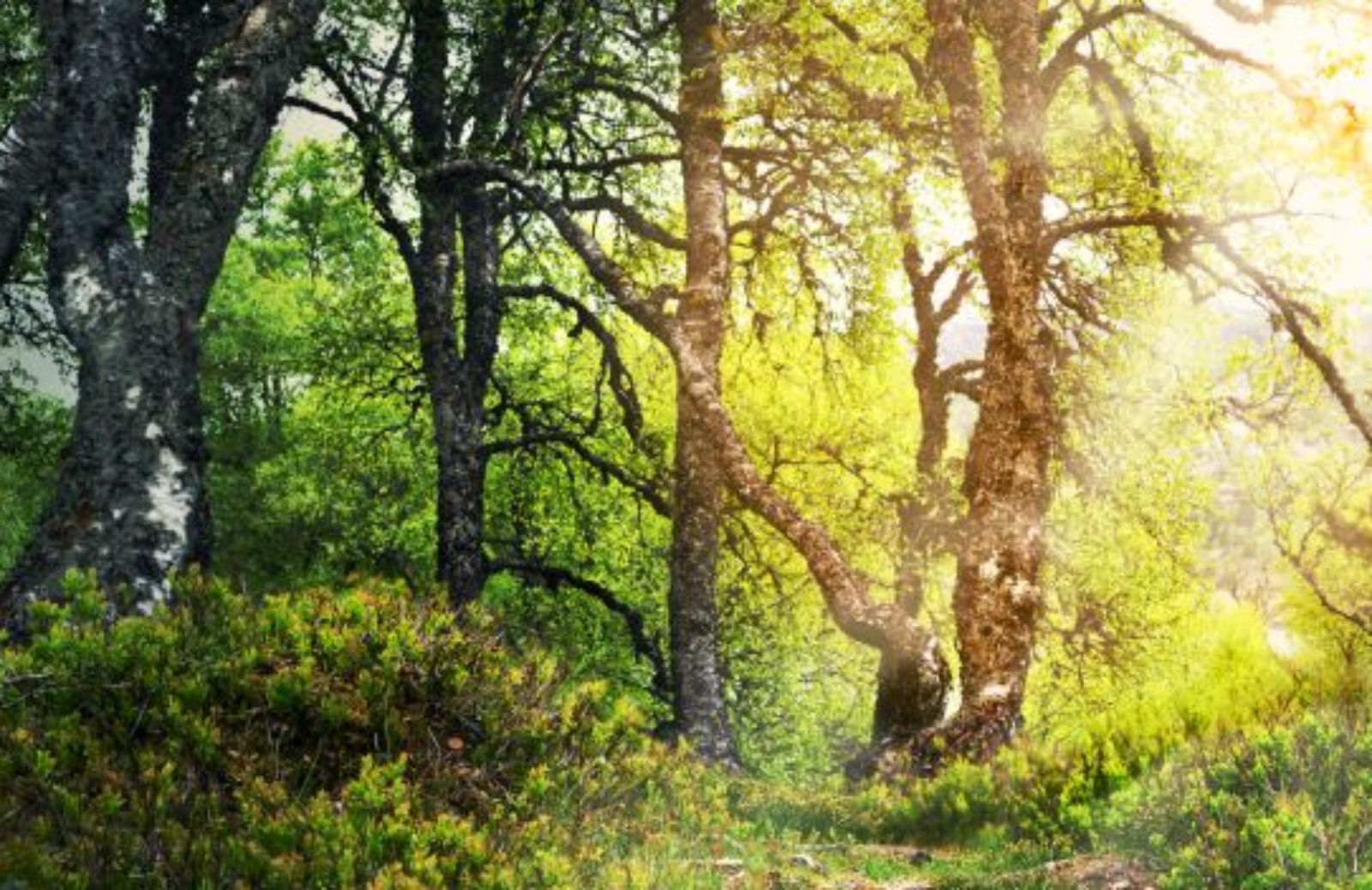 Il rapporto sullo stato delle foreste in Lombardia 