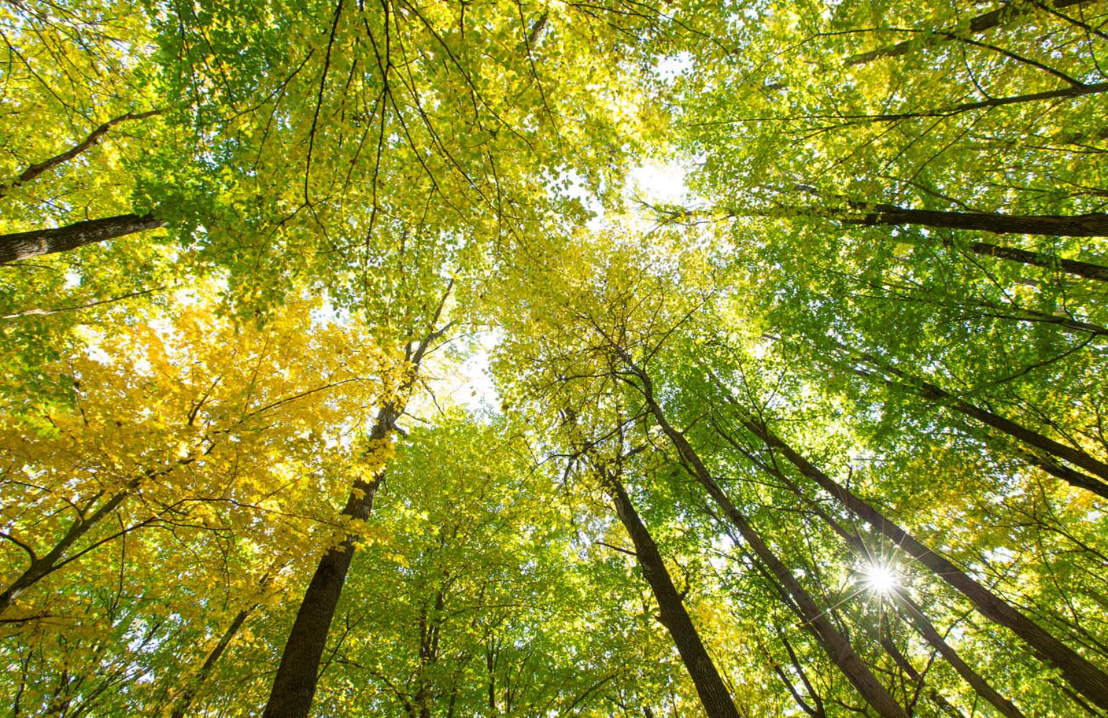 In Italia 200 alberi per ogni cittadino 