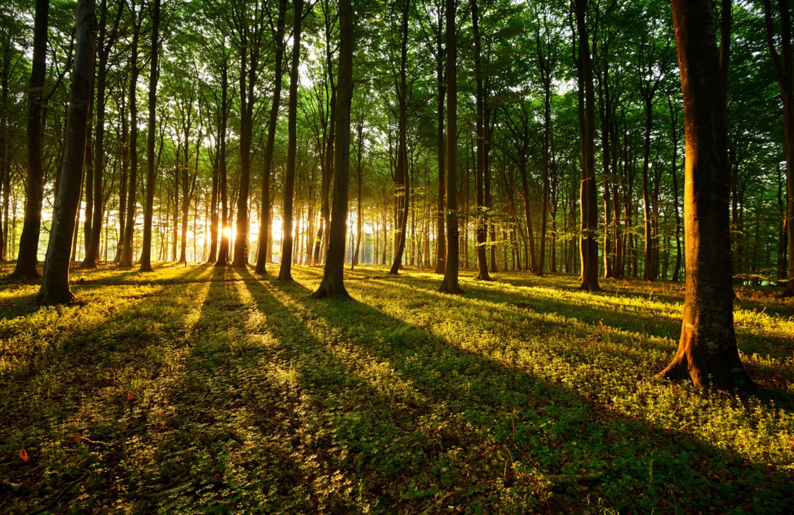 Le foreste conquistano l’Italia 