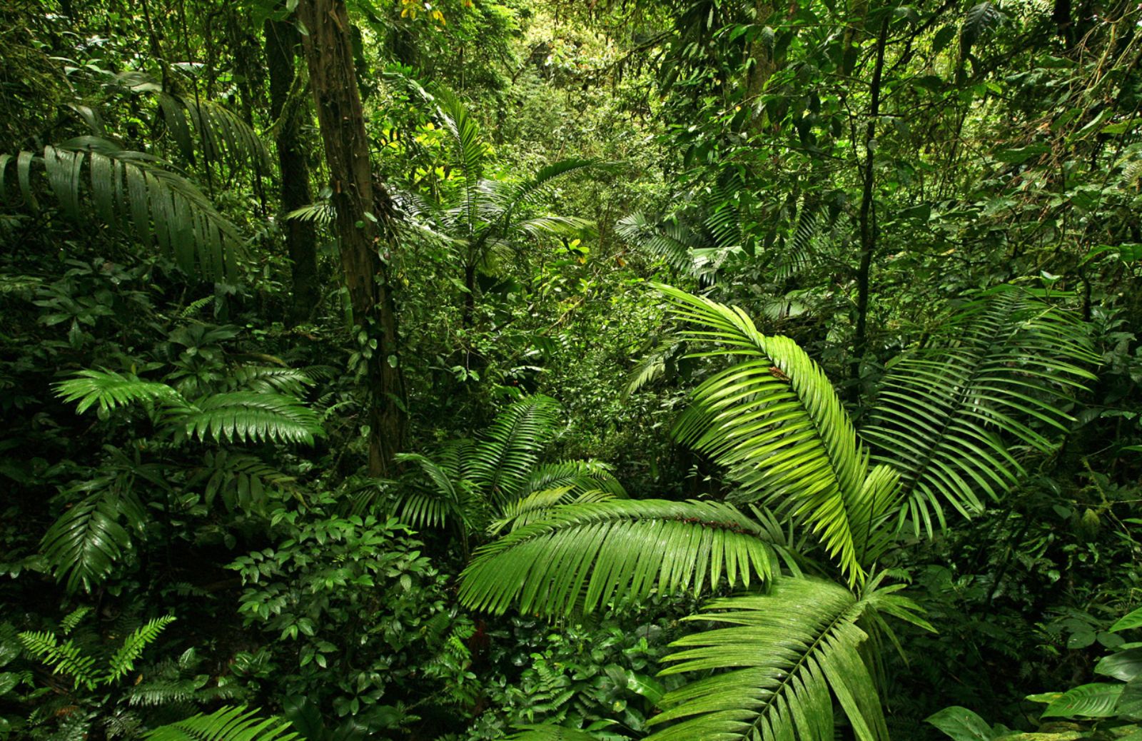 Monito della FAO per salvaguardare la diversità genetica delle foreste