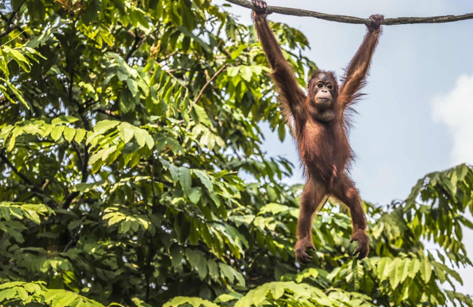 Più emissioni di CO₂ senza oranghi e scimpanzé 