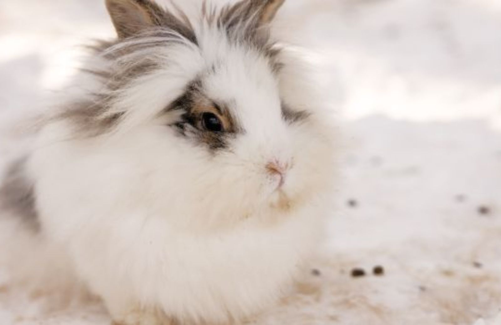 Strage di conigli d’angora: il NO delle case di moda