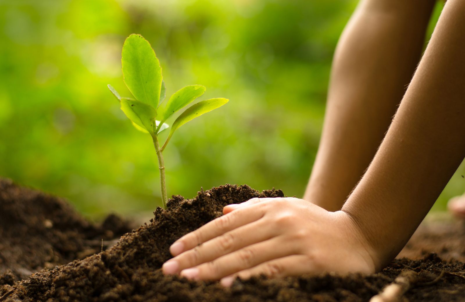 Torna la Giornata Nazionale dell'Albero 