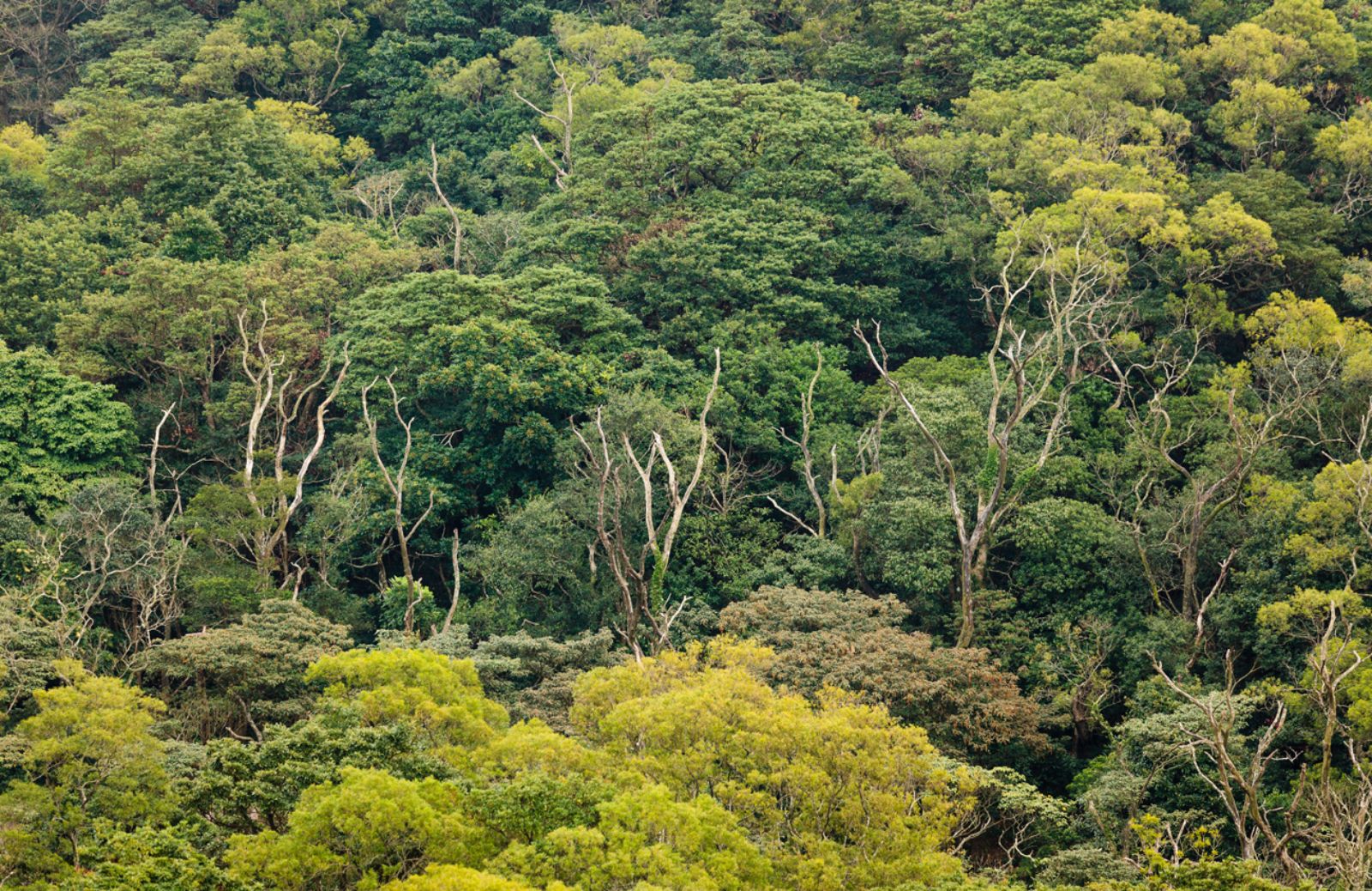 Una torre tedesca in Brasile per salvare la foresta amazzonica 