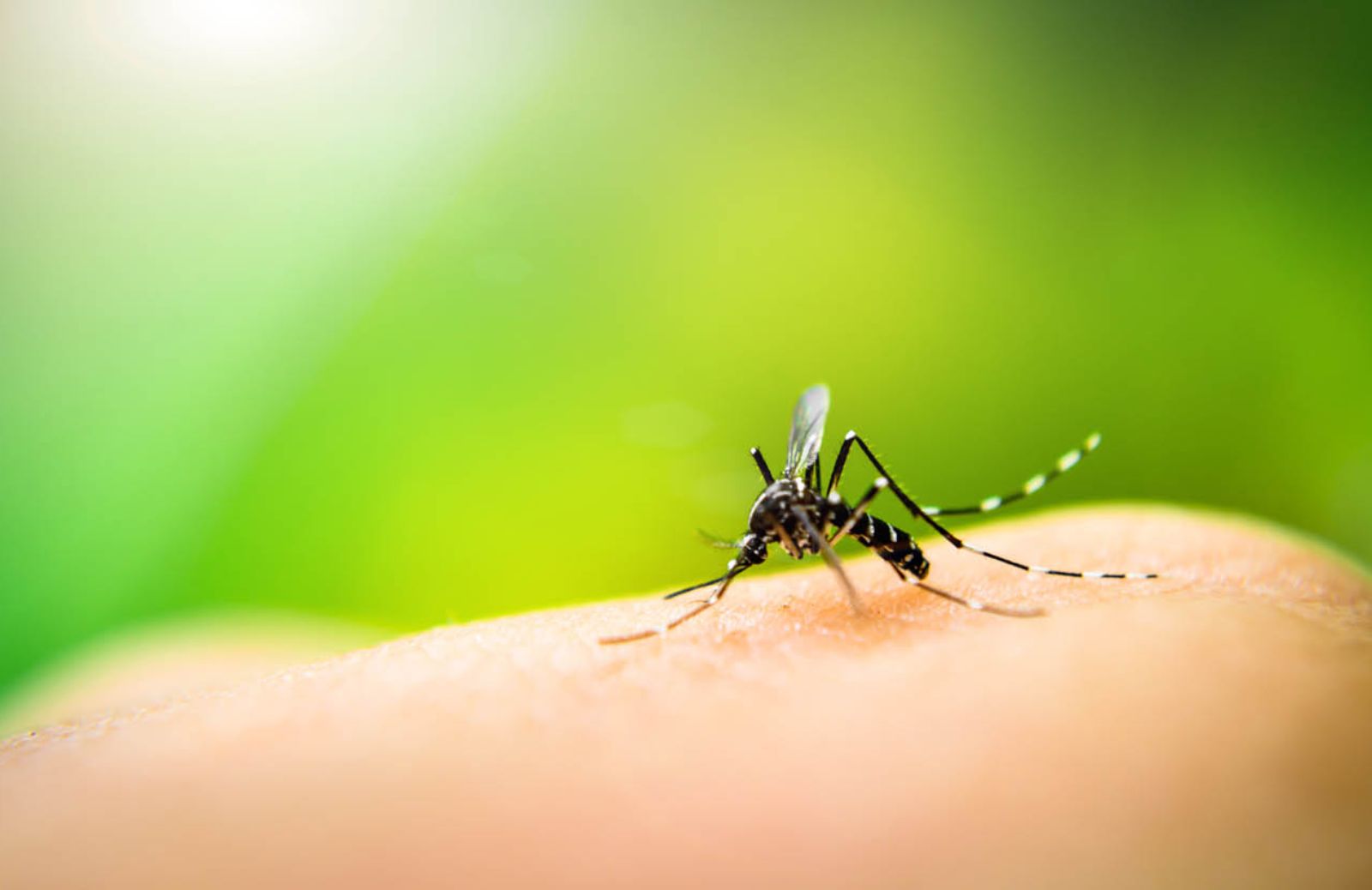 Zanzare Ogm contro le malattie esotiche