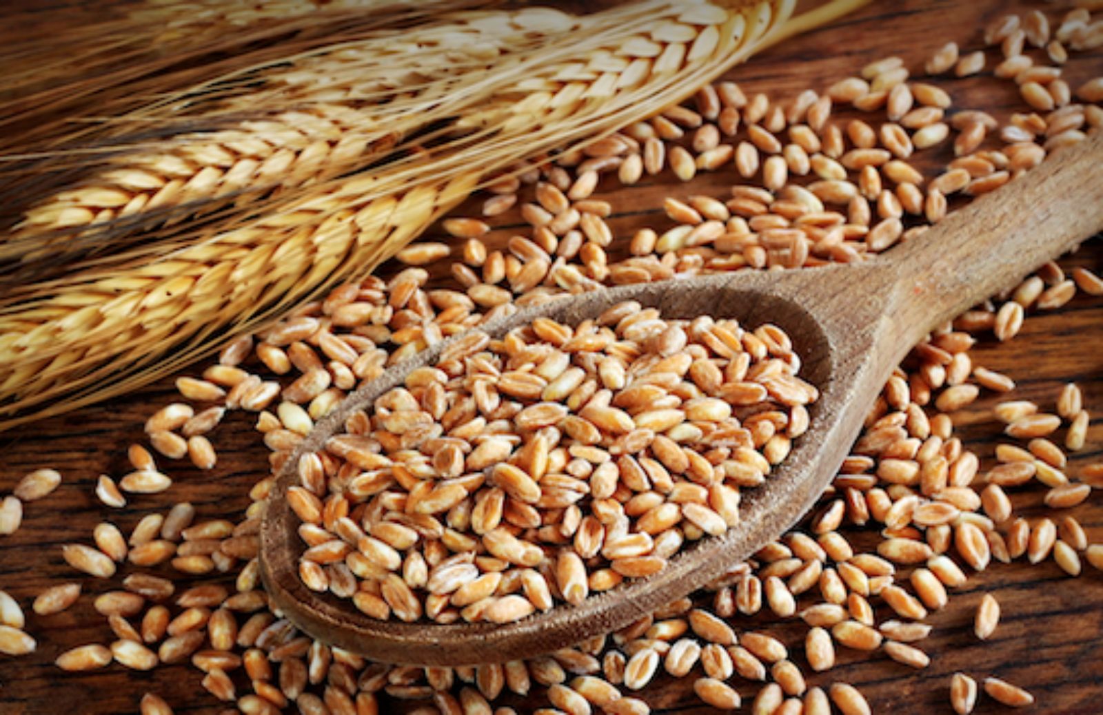 Dal grano monococco una speranza per i bambini celiaci