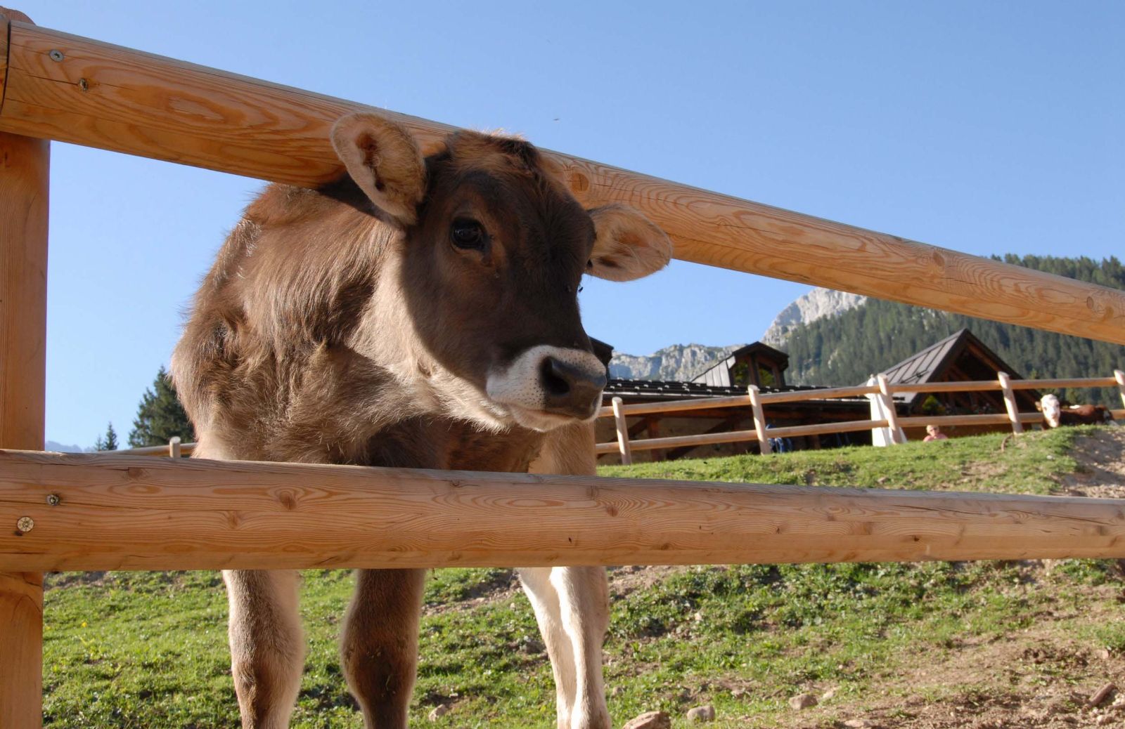 Altopiano della Paganella: l’estate per la famiglia sulle Dolomiti del Brenta