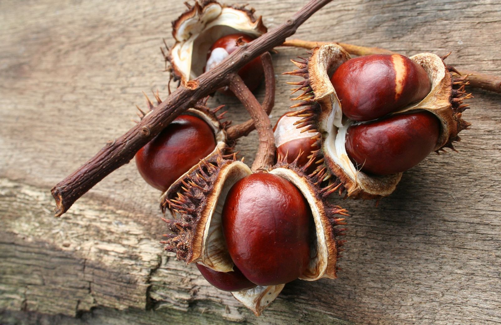 Ricette d'autunno: come fare la torta di castagne per i bambini