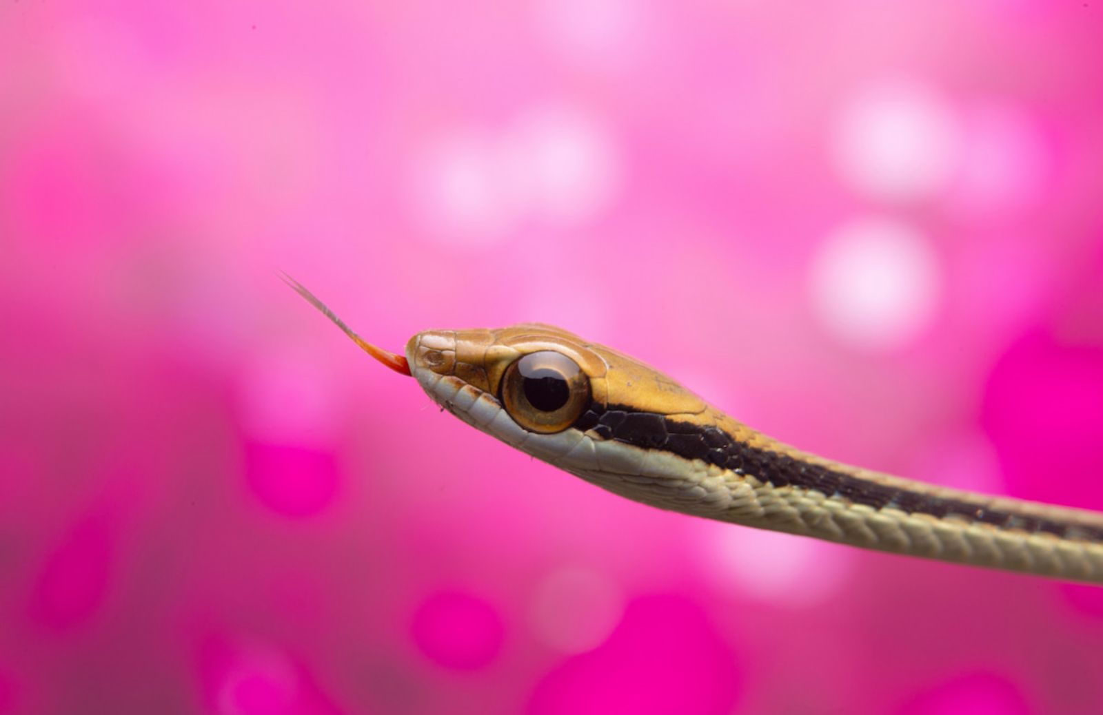Sognare serpenti: significato simbolico e numeri associati