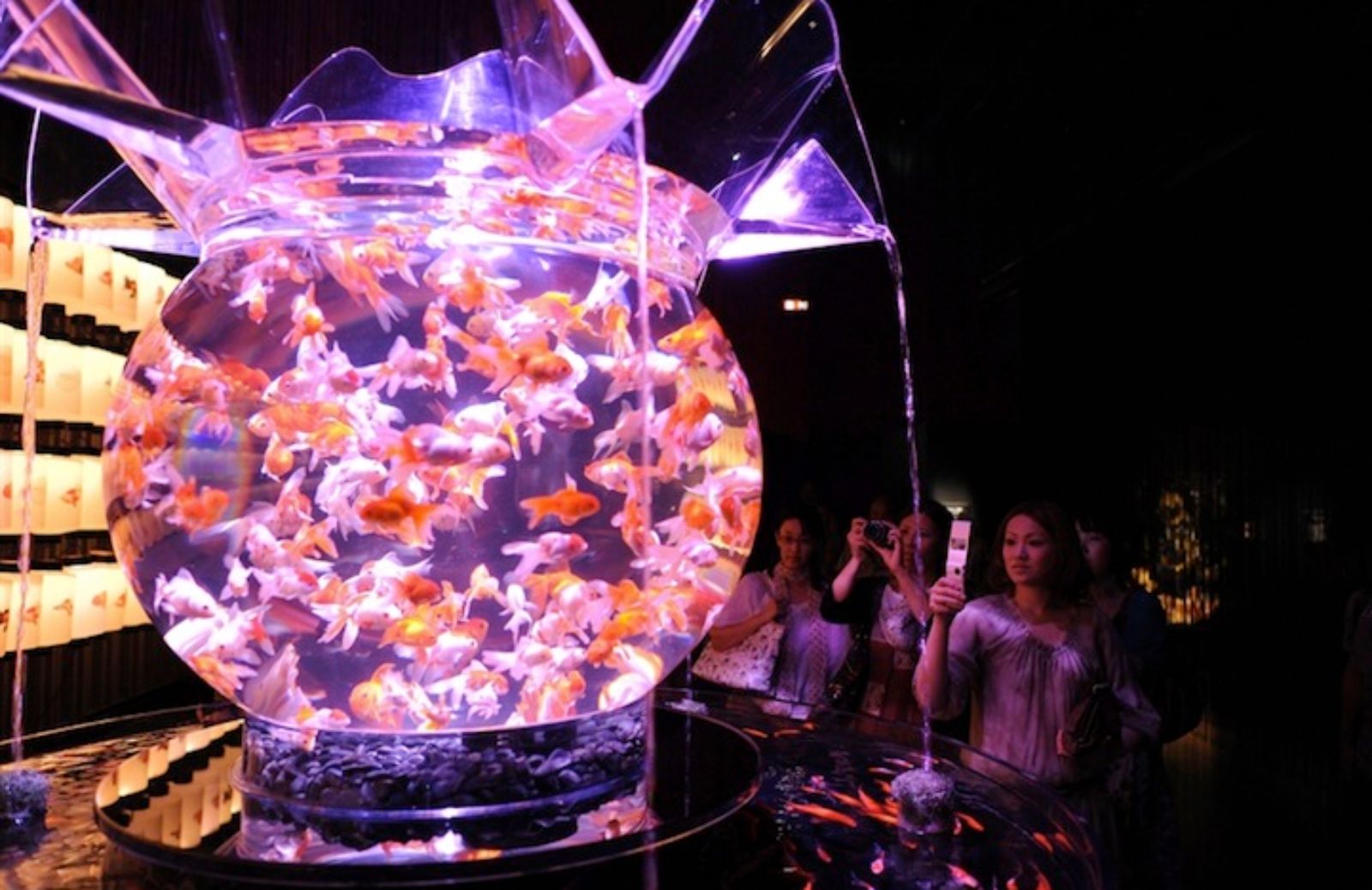 Art Aquarium: il pesciolino rosso Kingyo in mostra a Milano