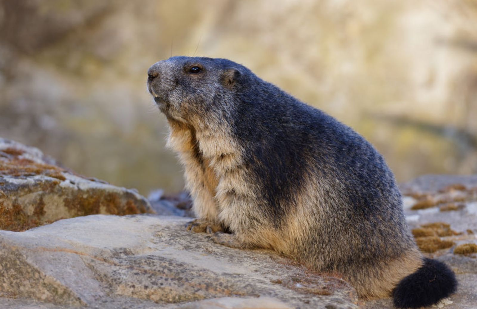 Il giorno della Marmotta: storia, film e significato 