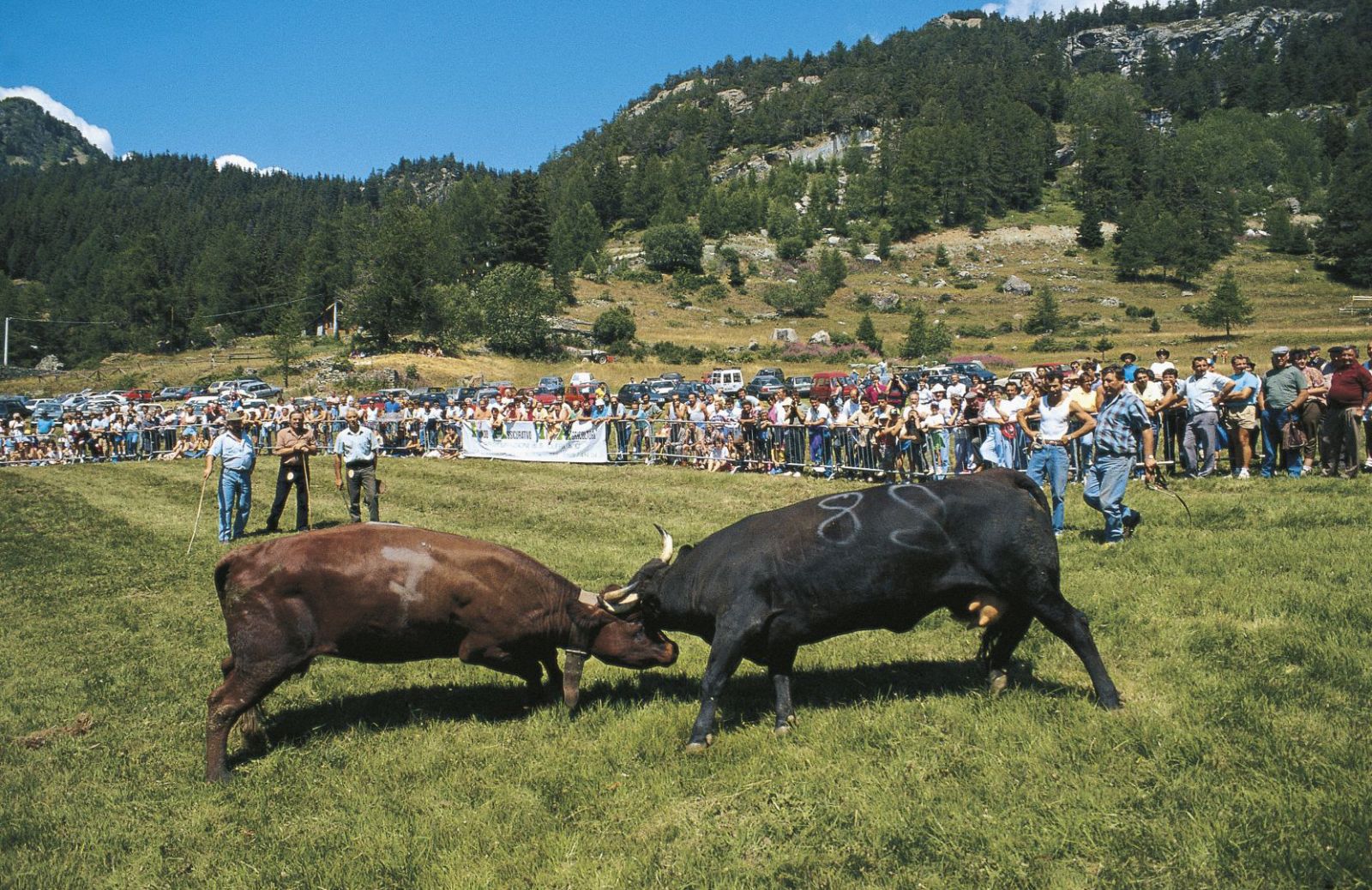 A Martigny combattono le regine delle Alpi