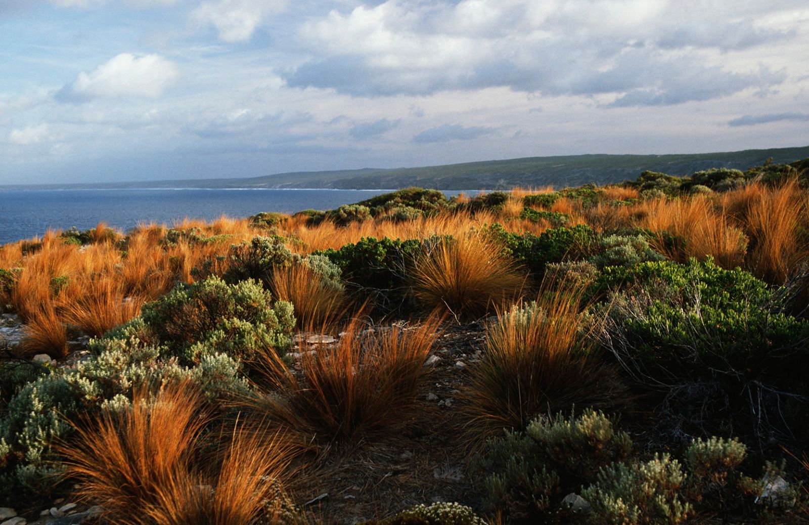 Arte, natura e buon cibo: ecco Kangaroo Island