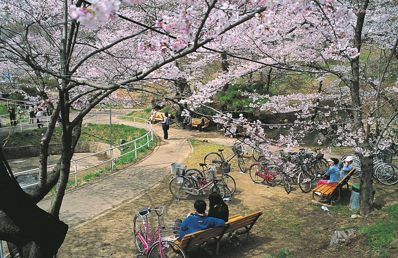 In Giappone per ammirare i fiori di ciliegio