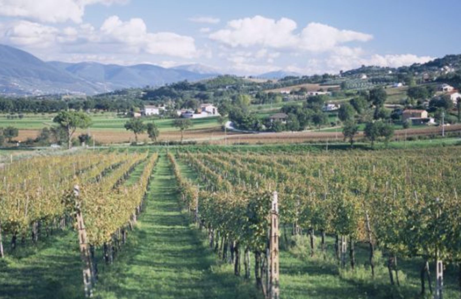 Sulla via del sagrantino, in Umbria