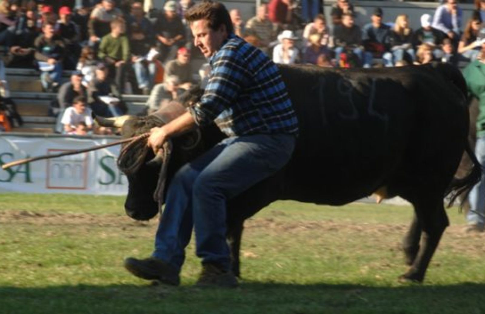 Battaglia di regine in Valle d'Aosta