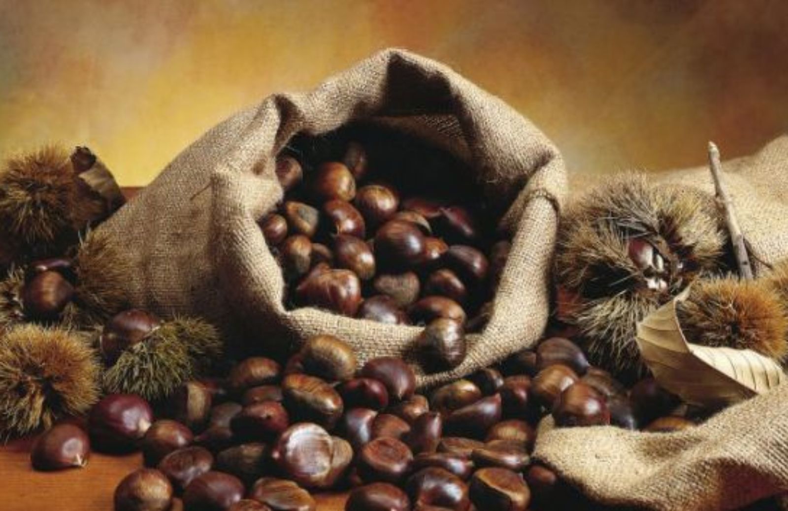Castagna, oro del bosco