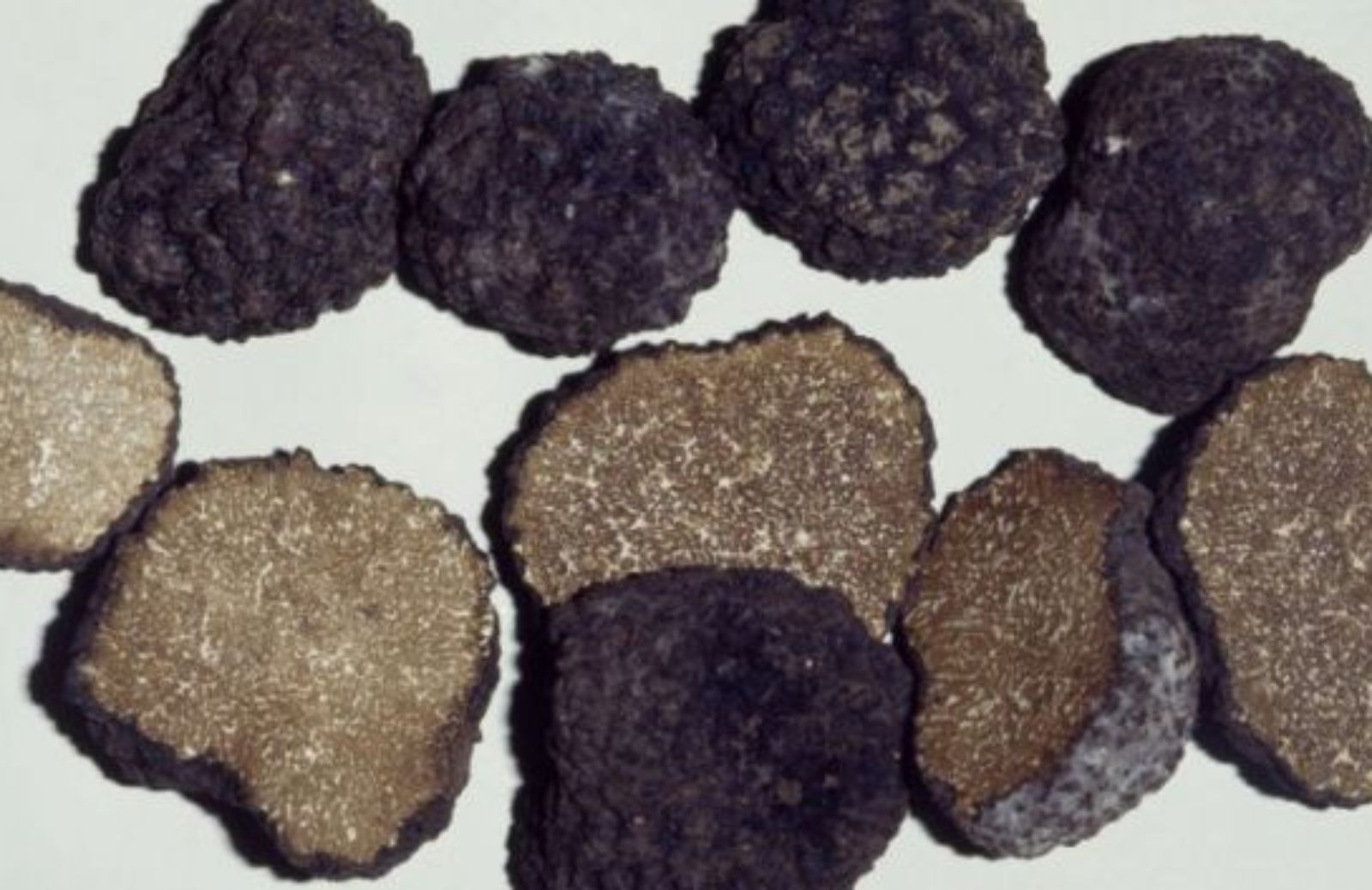 Il profumo del tartufo nero