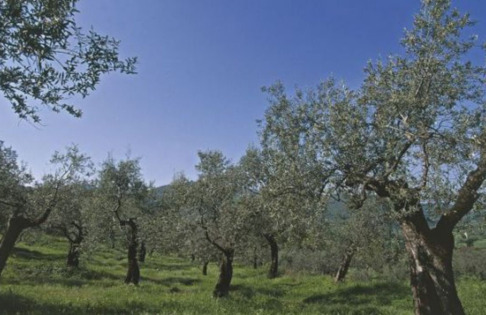 L'olivo più grande d'Europa