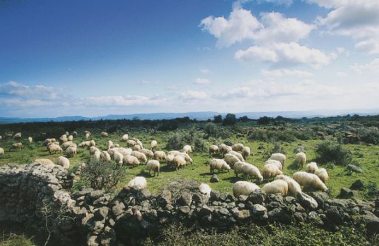 Sapori e costumi sardi