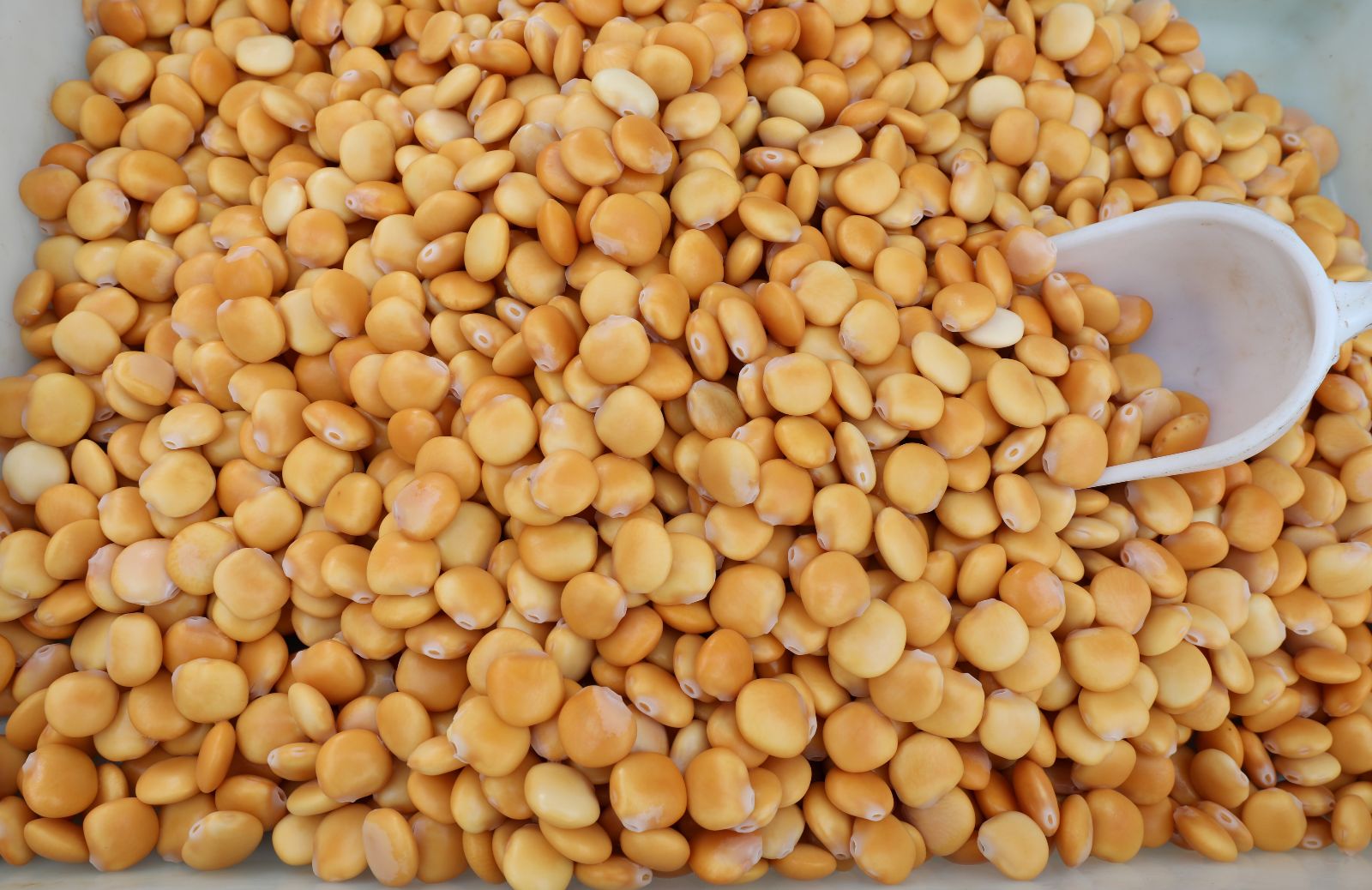 Tutto sui lupini: proprietà e benefici di un ottimo legume