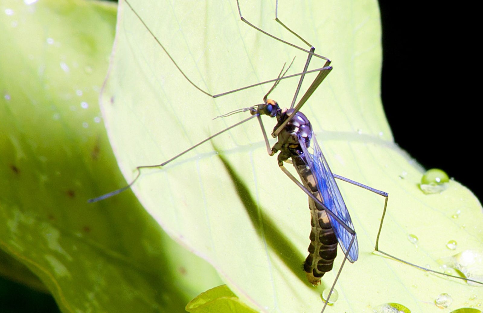 Come evitare le punture di zanzara: i falsi miti