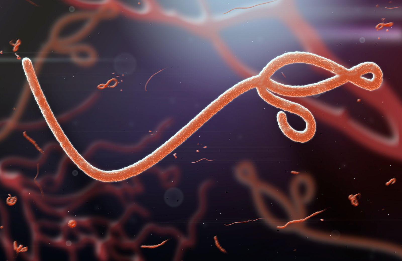 Come riconoscere i sintomi del virus Ebola