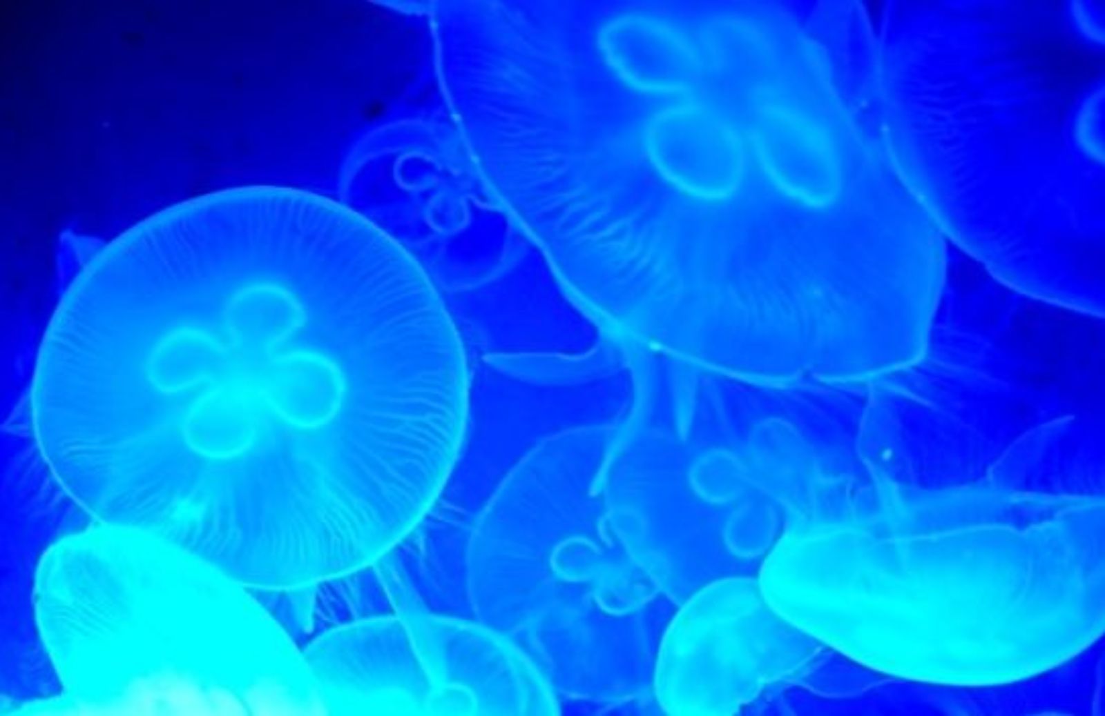 Come curare la puntura della medusa
