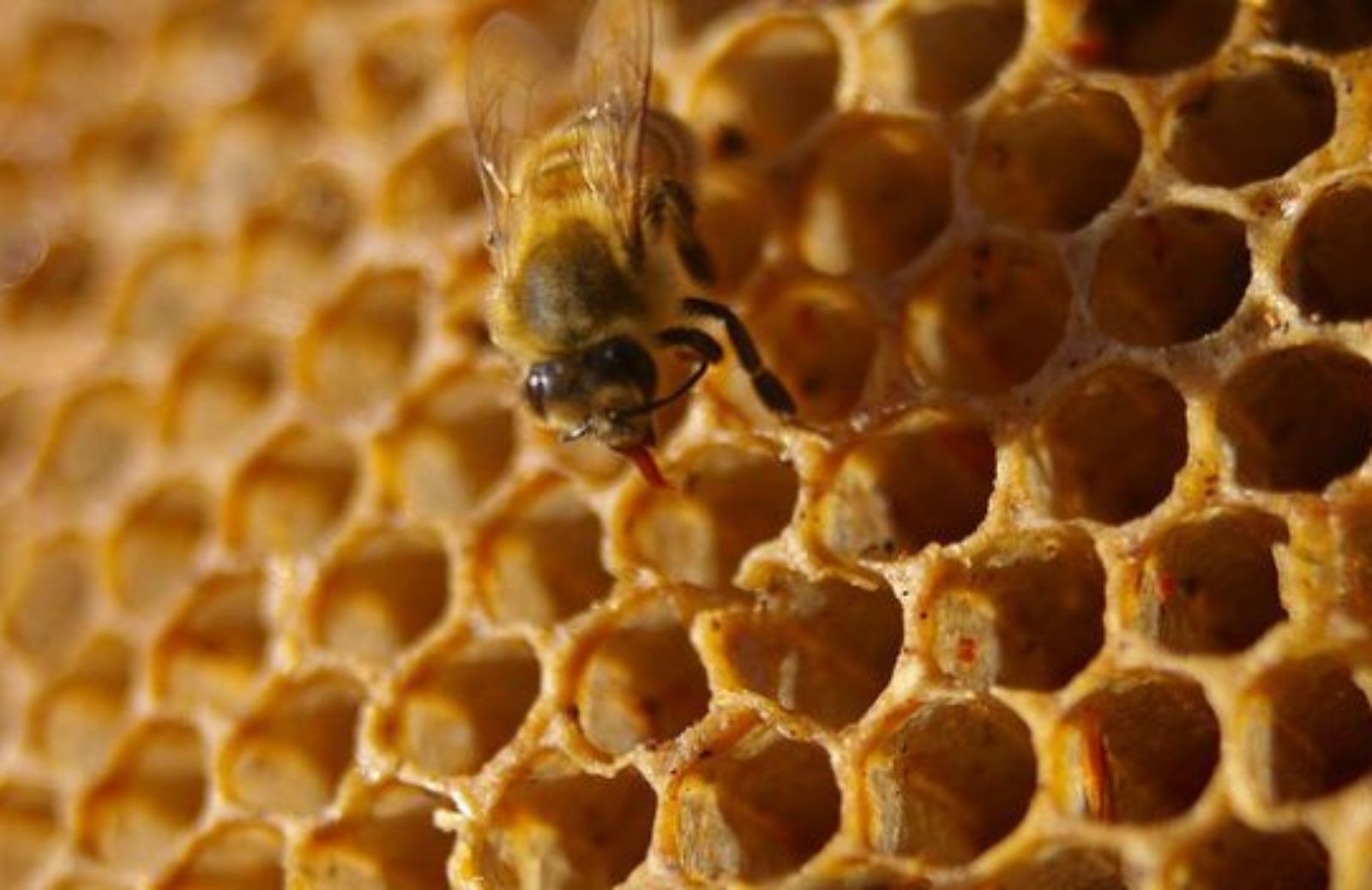 Come curarsi con i benefici del miele