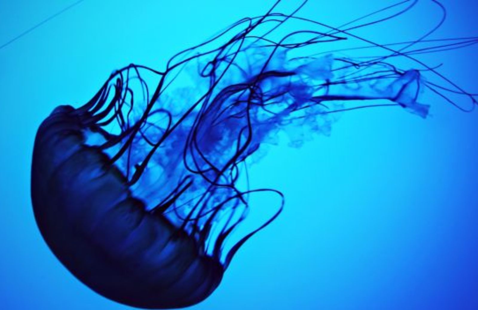 Come intervenire in caso di puntura di meduse a seconda del mare