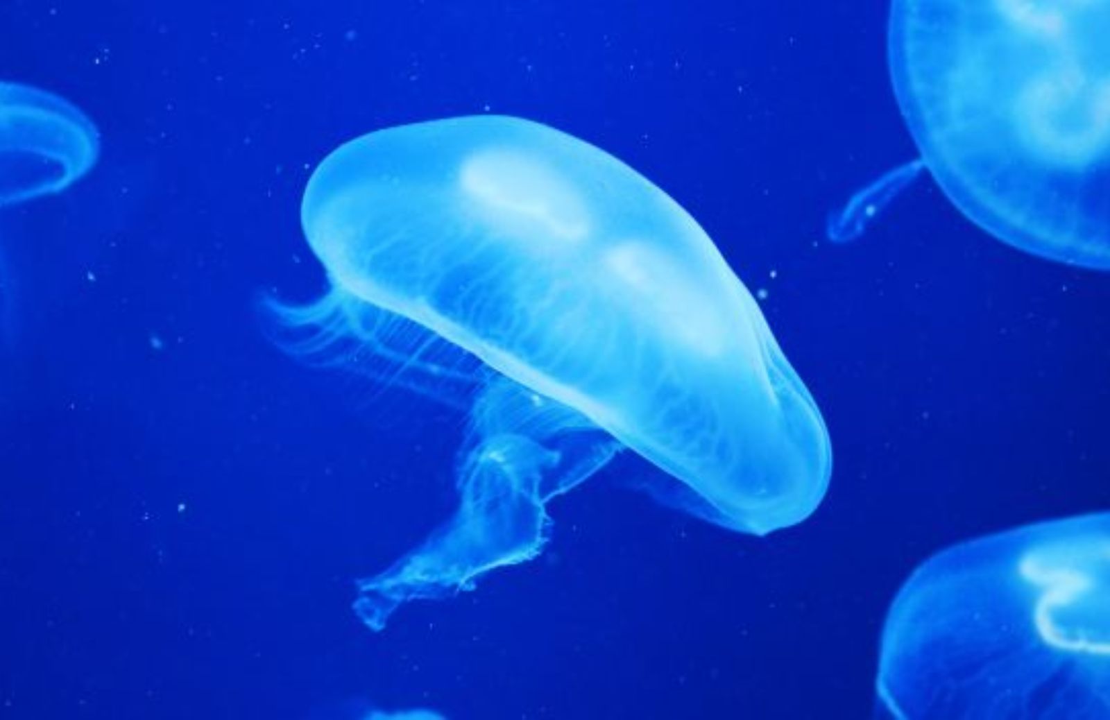 Come intervenire in caso di ustione da medusa 